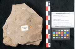 Foto (Objekt + Etikett) von Quercus pseudolonchitis Ettingshausen (NHMW-GEO-2024-0188-7978)